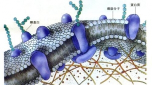 细胞的结构（一）